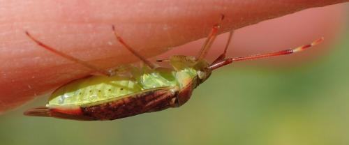 Pantilius tunicatus